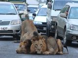 Lions Stop Traffic On Nairobi Highway