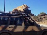 Tiger Takes A Nap On A Mahindra Scorpio & Goes For A Ride