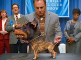 Audi’s Doberhuahua Super Bowl Ad Tells Us Compromises Are Dangerous