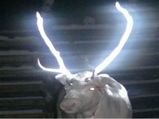 Reindeers Antlers In Finland To Get Reflective Paint To Warn Motorists