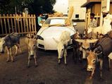 Indian Prefers Donkeys Over His Jaguar!