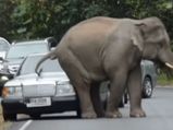 Elephant Tests The Strength Of Vehicles