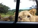 South Africa’s Lions Know How To Open Car Doors