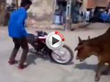 Motorcycle Stunt Ended Abruptly By Cows — Incredible India?