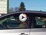 Video: Dog Honks Car Horn After Owner Takes Too Long In The Store