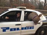 Police Arrest Runaway Donkey in America - Haul Ass