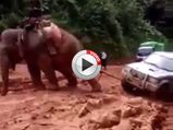 Elephant Rescues Beached SUV From The Mud - Video