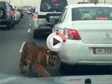 Tiger Takes A Walk On The Highway - Video 
