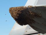 Honey Bees Stop F-22 Raptor Fighter Jet