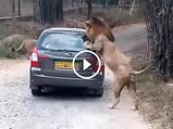 Safari Vehicle Attacked By A Lion In Karnataka’s Bannerghatta National Park — Must Watch!