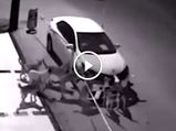 Pack Of Dogs Rip A Car Apart To Find Their Eternal Foe