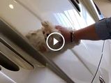 Howler: Video Of Rich Kid Using A Maltese Puppy To Clean A Supercar Causes Outrage