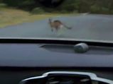 Driverless Cars In Australia Facing A Roo’ing Problem — Kangaroos Throw Off Animal Detection Systems