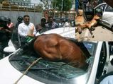 The 'Horsepower' Battle — Horse Collides With Car In A Freak Accident