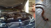 Cobra Gets In A BMW Car: Viral Video Shows The Snake Creating Panic In Tamil Nadu