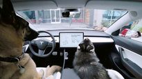 Tesla Dog Mode Lets You Leave Your Pets Safely In The Car — Watch The Video