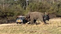 Maruti Gypsy Attacked By Elephant — Here Is Why The SUV Still Rules In Wildlife Sanctuaries