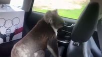 Video: Koala Found Chilling In The Back Seat After Car Door Was Left Open For A Few Minutes