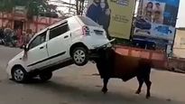 Angry Bull Attacks Maruti Suzuki Alto K10; Lifts The Car And Throws It With Ease