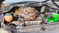 Python Found Resting Inside A Volkswagen Polo  – Here’s What You Should Do In Such A Situation 