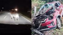 Viral Video Shows Risks Of Night Driving – Kia Seltos SUV Hits Buffalo At 110km/h