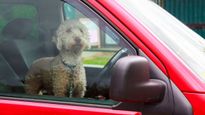 Protect Your Dogs From Heatstroke In Cars, Advises GEM Motoring Assist