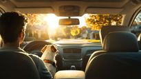 Pet Safety Tips: How To Drive Safely With Your Pets