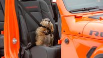 Jeep Brand's Groundhog Day Commercial Wins Best American Ad Of The 21st Century