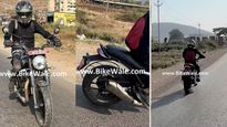Triumph Speed T4 Spied Testing: New 350cc Version?