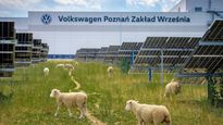 Volkswagen Replaces Lawnmowers With 100 Sheep At Its Factory To Cut Costs