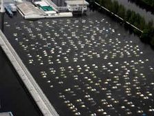 Honda To Destroy 1400 City Sedans And Brio