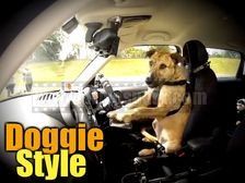 Dogs Trained To Drive Mini In New Zealand