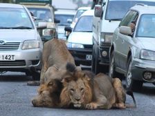 Lions Stop Traffic On Nairobi Highway