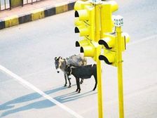 Know The Right Fine Amount For Traffic Violations