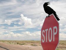 Birds Are Aware Of Road Speed Limits, Conclude Researchers