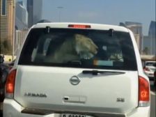 Man Drives With Lion; Dubai