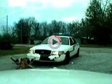 Video: Bulldogs Take On Cop Car