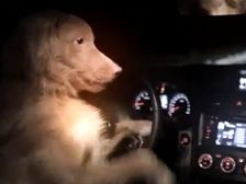 Canine Plans A Car Robbery