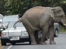 Elephant Tests The Strength Of Vehicles