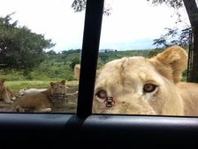 South Africa’s Lions Know How To Open Car Doors