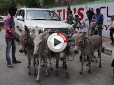 Toyota Land Cruiser Gets Towed By Donkeys In India