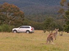 Volvo's New Safety Technology Can Detect Kangaroos Now! What Next?
