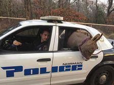 Police Arrest Runaway Donkey in America - Haul Ass