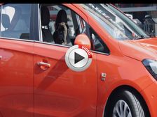 Gerty The Dog Parks A Car - Video