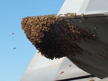 Honey Bees Stop F-22 Raptor Fighter Jet
