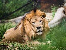 Lion Attacks Car At Bannerghatta National Park — Here's How It Can Be Avoided