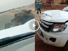 Raging Hippo Rams A Pickup Truck As Driver Cowers In Fear