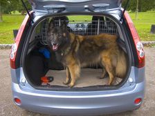 Pet Owners Take Note: Most Pet Restraints Fail Crash Test