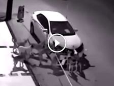 Pack Of Dogs Rip A Car Apart To Find Their Eternal Foe