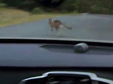 Driverless Cars In Australia Facing A Roo’ing Problem — Kangaroos Throw Off Animal Detection Systems